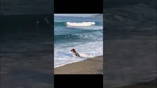 Собачка релаксирует на берегу моря 🐕🌊 
