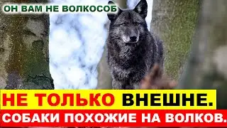 НЕ ОТЛИЧИШЬ! ПОРОДЫ СОБАК ПОХОЖИЕ НА ВОЛКА. СОБАКА VS ВОЛК.
