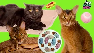 Тестируем игрушки с котиками Осей, Мариком и Петровичем — Кусь-шоу — Весёлые игры