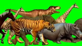 Alligator,Bear,Cat,Dinosaur,Elephant,Fox,Goat,Hippo,Ibex,Leopard Animals Green Screen | All Animals