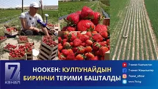 НООКЕН: КУЛПУНАЙДЫН БИРИНЧИ ТЕРИМИ БАШТАЛДЫ