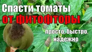 ЭТО УБЬЕТ ФИТОФТОРУ МГНОВЕННО