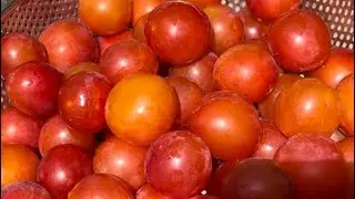 Сушка АЛЫЧИ под солнцем, натуральным способом