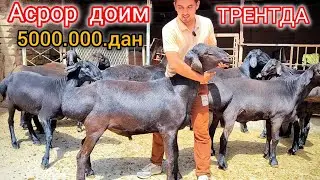 КУ́ЧКОР СОТИШДА У́ЗБЕКИСТОН ЧЕМПИОНИ АСРОРБЕК ☎️+998 88 667 07 77☎️+998 99 377 66 77