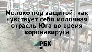 Молоко под защитой: как чувствует себя молочная отрасль Юга во время коронавируса