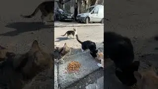 Don’t forget to feed stray cats when visiting Istanbul