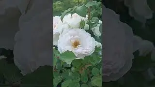 Анастасия 26 06 2023
