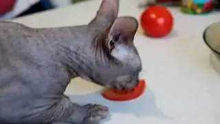 Кот СФИНКС жрёт всё подряд