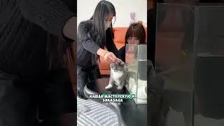 Хозяйка исполнила мечту кошки 😮￼
