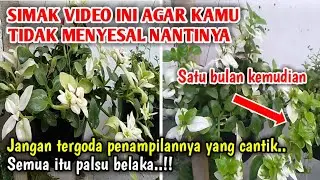 BABY SUN ROSE KECANTIKAN MU TERNYATA TIPUAN !! - Tanaman hias baby sun rose
