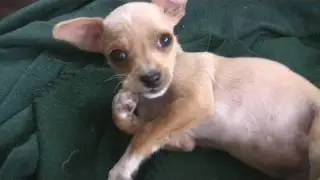 Chihuahua Puppies Quiet Time (in HD)