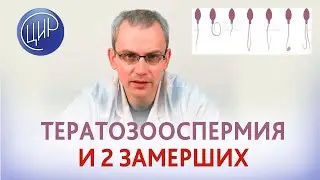 Тератозооспермия и 2 замершие беременности. Почему замирает беременность при тератозооспермии?