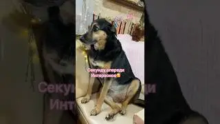 Люсю в будку⁉️ На цепь⁉️ 