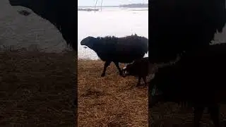 гиссарский баран возраст 1,3 года