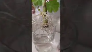 ЧЕРЕНКОВАНИЕ РОЗЕБУДНОЙ ПЕЛАРГОНИИ В ВОДЕ