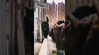 Кот Бык Перерождение 