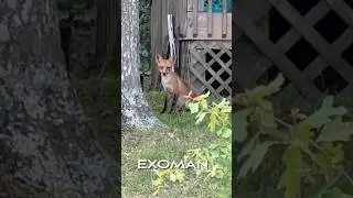 Chicken Killin’ Cutie Fox