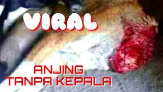 VIRAL ANJING YANG MALANG, KEPALANYA DI PENGGAL/DI POTONG