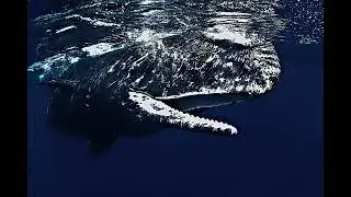 Sperm Whale Clicking