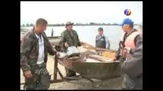Сома-гиганта поймали на реке Ока у п. Шиморское.