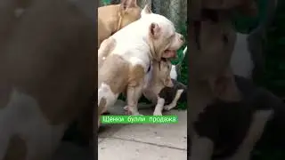 Щенки Американского булли +79180691631 WhatsApp 