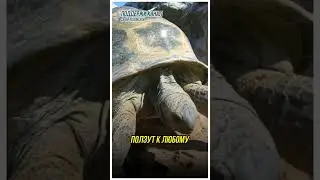 Солнце Жарит Их Заживо! Почему Тысячи Черепах Бегут с Острова? #новости
