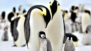 Звук пингвинов # sound of penguins