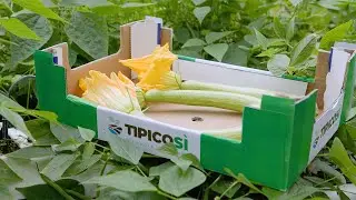 TIPICOSÌ la Zucchina Trombetta di Albenga