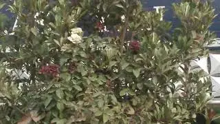АНДИЖОН да курилган Янги Уй лар 👉🌟👍🌍🏢.