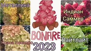 Гортензии ХИТЫ 23 г.150 сортов метельчатой гортензии ,в описании.