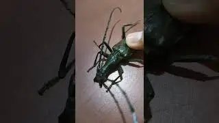 Binatang monster