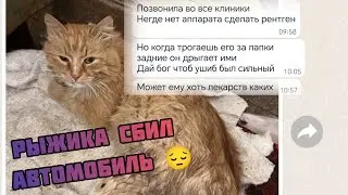 Кота Рыжика сбил автомобиль, он остался жив, но...Чем это происшествие обернется для него?((