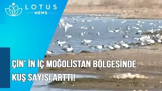 ÇİN’ İN İÇ MOĞOLİSTAN BÖLGESİNDE KUŞ SAYISI ARTTI!