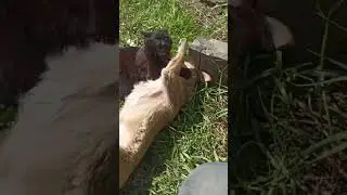 Хорошо в деревне летом!