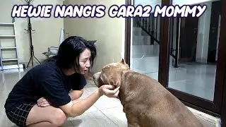 HEWIE PITBULL NANGIS GARA GARA MOMMY