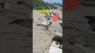 갈매기야.사람.무시하지.마러라.