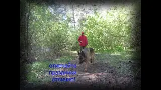 Прогулка по Волге с папой и с нашей любимой собакой.