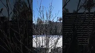 магнолия Суланжа Крупномер 