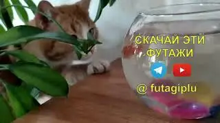 Котик играет с рыбками 3 фон для видео Котики обормотики