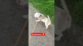 фПуговка и её блатная походочка 😁‼️. #собака