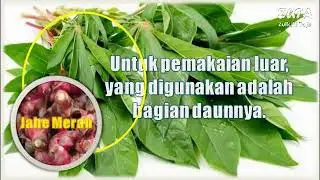 2 Cara Penyembuhan Rematik Dengan Daun Dan Batang Singkong