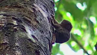 Titì Pigmeo - Cebuella Pygmaea - Western Pygmy Marmoset - Uistitì Pigmeo