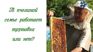 Трутовка в пчелиной семье или не трутовка