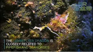 Lembeh Seadragon - Anilao Dive Resort Site by Blue Ribbon Dive Resort