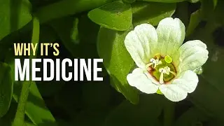 Bacopa monnieri Is An Ancient 