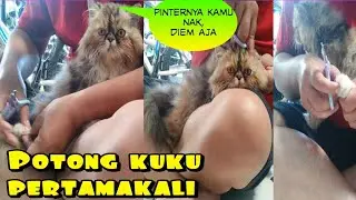 WOW! begini cara memotong kuku kucing persia pertamakali#kucing jadi diem dan tenang