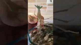 Живая креветка в Днепре!!!