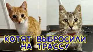 Котята бегали по оживленной трассе. Волкособу Инди уже лучше