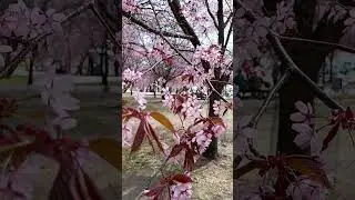 вишнёвый сад