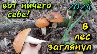 Вот ничего себе в лес заглянул! Тихая охота 2024